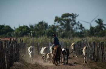 Boi gordo encerra em alta de 0,39% a R$ 347,90 na primeira negociação de agosto 7 Oferta restrita sustenta preços do boi gordo