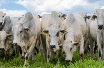 Arroba do boi gordo encerra a R$ 339,00 em Campo Grande e Dourados, com aumento de R$ 1,00 na vaca gorda em Dourados para R$ 319,00 8 Arroba do boi gordo aumenta na Capital e valor da vaca sobe em Dourados -