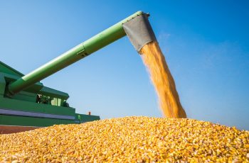 Milho no Paraná: colheita atinge 52% da área semeada, com preço médio de R$ 52,66 por saca em julho. 4 Chuvas elevam umidade e atrasam colheita do milho no Paraná