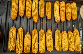 Milho encerra estável a R$ 49,00 em Mato Grosso do Sul com 37,3% da área cultivada colhida até agora 9 Colheita do milho ganha ritmo e entra na fase mais intensa em MS