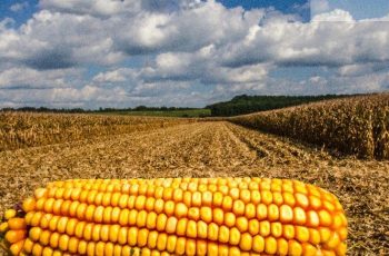 Milho em Chicago encerra a semana cotado a US$ 4,48 por bushel após oscilações. 5 Oscilações na Cotação do Milho em Chicago Impactam Mercado Global