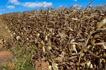Milho no Mato Grosso atinge 7,43 milhões de hectares na safra 2025/26, com crescimento de 2,41% em relação à safra anterior. 12 Milho em Mato Grosso atinge recorde de 57,39 milhões de toneladas