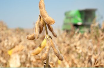 Soja encerra em alta a US$ 11,68 por bushel após relatório do USDA 9 Soja fecha em alta após relatório do USDA