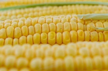 Milho no Paraná avança na colheita e atinge 73% da área plantada; preço da saca sobe para R$ 56,79 10 Preço do milho sobe no Paraná, mas oferta elevada preocupa