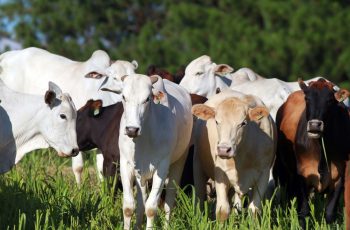Indústrias conseguem comprar carne apesar de oferta controlada, afirmam frigoríficos. 1 Mercado do boi gordo tem preços sustentados com oferta e compras controladas