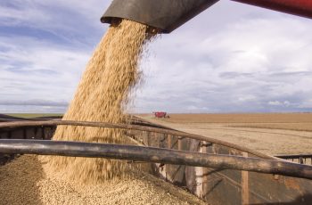 Soja avança 0,41% e encerra cotada a R$ 146,94 a saca 4 Preços da soja se mantêm firmes no Brasil