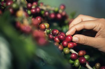 Café arábica encerra em alta, enquanto robusta sofre pressão com estoques recordes 5 Café: Arábica fecha em alta na Bolsa de NY nesta 5ª (17), atento a oferta...