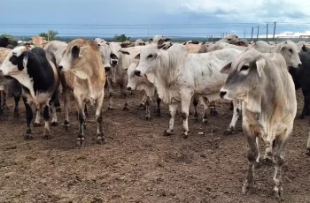 Boi gordo encerra estável a R$ 347 a arroba em Araçatuba e Barretos 6 Preço do boi gordo fica estável na maior parte das regiões do Brasil – PORTAL LJ