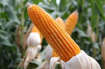 Milho fecha em alta de 1,55%, com contratos a US$ 5,23 1/2 na CBOT 8 PLATAFORMA SAFRAS