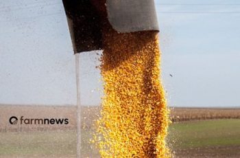 Soja alcança maior preço desde 2023 com alta de 7,5% em 2026 10 Variação do preço do milho e da soja desde 2025 e 2026, em agosto