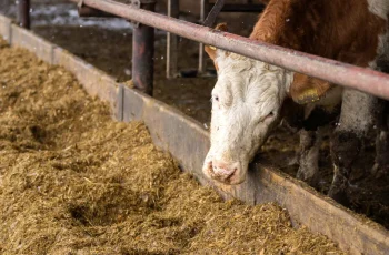 Boi gordo encerra quarta-feira com preços em queda nas principais regiões, com valores médios variando de R$ 321,17 a R$ 343,74 por arroba 12 Boi gordo: preços caem e pressionam pecuaristas