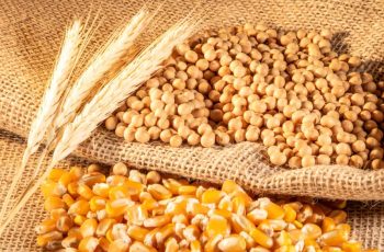 Soja avança 0,66% e fecha a US$ 12,16 por bushel na Bolsa de Chicago 4 Destaque Todas Páginas