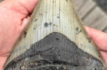 Família da Pensilvânia descobre dente fossilizado de megalodon em praia de Nova Jersey 3 Family discovers rare megalodon tooth while shelling on the Jersey Shore