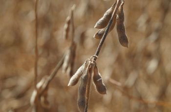 Soja fecha em queda na Bolsa de Chicago, com novembro a US$ 11,68 por bushel e janeiro a US$ 11,84 por bushel 5 Soja recua em Chicago, mas dólar e prêmios sustentam preços no Brasil perto...