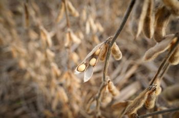 Soja encerra pregão a US$ 11,76 por bushel, com queda de 0,13% 12 Soja fecha em baixa em Chicago apesar de novas compras da China nos EUA
