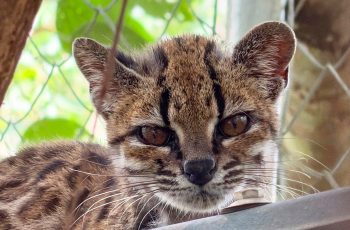 Cientistas brasileiros descrevem tilcayo, o felino mais raro do mundo, em estudo inédito sobre biodiversidade na Bolívia 4 Onça em miniatura: Conheça o tilcayo, primeira espécie de felino descrita em mais de 100 anos que de pet nada tem