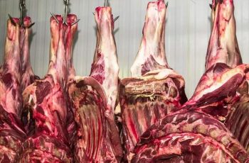 Suspensão das importações de carne bovina pela União Europeia pode pressionar preço da arroba do boi gordo no Brasil 11 Embargo da UE pode pressionar preço do boi e afetar confinamentos em Uberaba