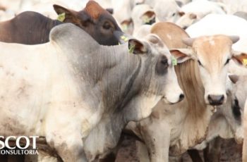 Exportação de carne bovina in natura atinge 79,7 mil toneladas em setembro, queda de 30,3% em relação a 2025 11 Foto: Bela Magrela