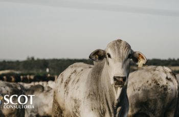 Boi gordo e novilha sobem R$3,00/@ e R$2,00/@, respectivamente; vaca permanece estável 1 Foto: Bela Magrela