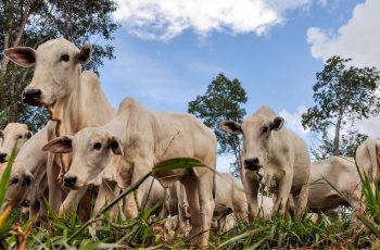 Boi gordo encerra com média à vista de R$ 345,45 por arroba nesta quinta-feira (22) 2 Chuvas impactam mercado do boi gordo em regiões pecuárias