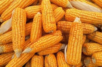 Milho em Chicago encerra a semana em alta, alcançando US$ 4,42 por bushel 12 Volatilidade no mercado de milho em Chicago