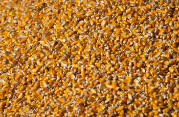 Milho em Mato Grosso avança 10,69 pontos percentuais em agosto, atingindo 74,63% da produção estimada 5 Comercialização do milho chega a 74,63% da produção em Mato Grosso
