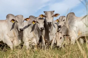 Boi gordo encerra em Campo Grande e Dourados a R$ 343,00, com aumento de R$ 2,00; Três Lagoas registra R$ 341,50 7 Arroba do boi gordo sobe em MS e preço da vaca estabiliza -