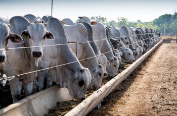 Boi gordo encerra em alta a R$ 346 por arroba no Indicador Cepea/Esalq 4 Boi gordo inicia setembro em alta em São Paulo; arroba chega a R$ 346 no Indicador Cepea