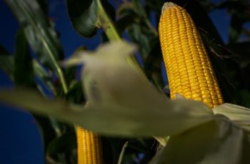 Milho encerra agosto cotado a R$ 66,61, com alta de 7,86% em relação a julho 1 Preço do milho sobe até 19,6% em agosto com oferta limitada no Brasil
