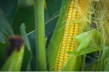 Milho atinge R$ 163,00 no Rio Grande do Sul com alta de 0,62% nesta quinta-feira 1 Mercado de milho registra alta e estabilidade em diversas regiões do Brasil