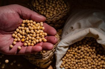 Soja no Porto de Rio Grande atinge R$ 162,00 por saca, com alta de 0,62% 12 Mercado da soja tem altas e baixas no Brasil; foco nas regiões produtivas