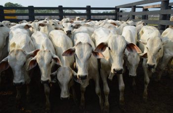 Boi gordo encerra agosto a R$ 345,92 por arroba, com alta de 3,1% em relação a julho 6 Preço do boi gordo sobe em agosto com alta na demanda