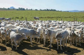 Boi gordo registra pior relação de troca em quase cinco anos, com 9,7 arrobas necessárias para a compra de um bezerro sul-mato-grossense. 10 Alta do bezerro supera a do boi gordo e encarece reposição em SP, aponta Cepea