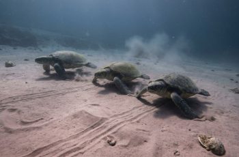 Rastros de tartarugas marinhas encontrados no Monte Cònero revelam comportamento em resposta a terremoto há 80 milhões de anos 3 Há quase 80 milhões de anos, um terremoto pode ter assustado tartarugas marinhas e deixado mais de mil marcas em uma parede