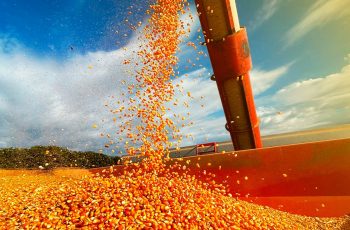 Milho disponível no Mato Grosso encerra a semana a R$ 47,50 4 Milho em Mato Grosso sobe e média do indicador IMEA vai a R$ 47