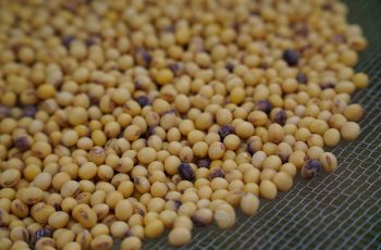 Preço da saca de soja em Mato Grosso avança 1,63% na última semana, segundo Imea 2 Valorização da soja em MT dá novo fôlego à comercialização da safra atual e 2026/27, indica Imea - SBA1
