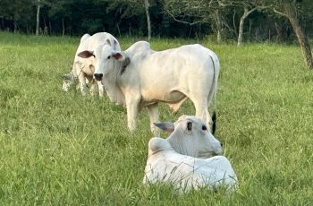 Arroba do boi gordo encerra em R$ 350, mantendo cotação da semana anterior em Feira de Santana 1 Arroba do boi gordo na região de Feira de Santana mantém cotação de R$ 350