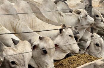 Arroba do boi gordo encerra setembro a R$ 360, com alta de 5,9% no mês 11 Arroba do boi gordo na região de Feira de Santana fecha setembro em R$ 360 e tem maior alta mensal do ano