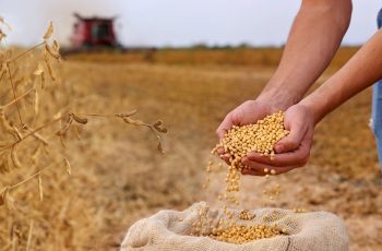 Soja avança 0,15% e fecha a US$ 13,3725 por bushel 9 Soja fecha em alta após pressão negativa na bolsa de Chicago