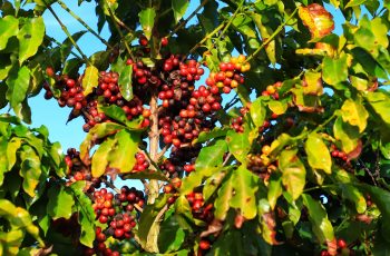 Café arábica encerra agosto a R$ 1.748,44, com tendência de queda em setembro 8 Alta nos preços do café arábica em agosto