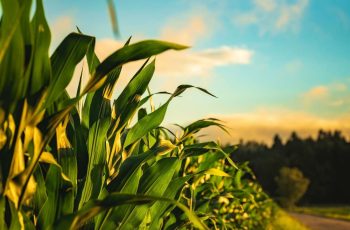 Milho em Mato Grosso tem custeio estimado em R$ 3.780,59 por hectare, alta de 13,89% em relação à safra anterior 1 Custo do milho em MT sobe 13,89% na safra 2026/27
