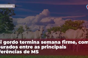 Boi gordo encerra a semana com preços variando de R$ 336,50 a R$ 367 por arroba em diferentes regiões do Brasil 3 Boi gordo termina semana firme, com Dourados entre as principais referências de MS