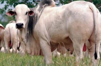Boi gordo encerra com aumento em Campo Grande e Dourados, cotado a R$ 346,00 e R$ 344,00, respectivamente 10 Arroba do boi gordo começa semana em alta na Capital e em Dourados -