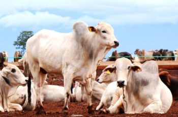 Arroba do boi gordo em Campo Grande aumenta para R$ 341,00; vaca gorda se mantém em R$ 321,00 9 Arroba do boi gordo tem aumento na Capital -