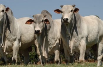 Arroba do boi gordo em Dourados sobe para R$ 348,00 e em Três Lagoas para R$ 344,50; vaca gorda também registra aumentos em ambas as cidades 20 Boi gordo aumenta em Três Lagoas e Dourados e arroba da vaca sobe em Dourados -