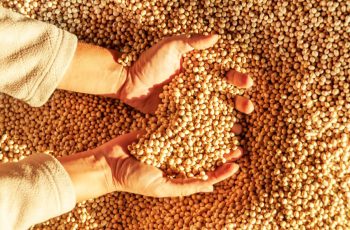 Soja avança 1,63% em Mato Grosso, impulsionando vendas da safra 2026/27 9 Alta de preços acelera venda da soja da nova safra em MT