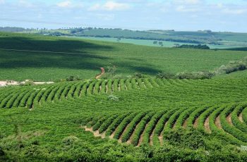 PIB de Minas Gerais cresce 4% no segundo trimestre de 2026, alcançando R$ 316,3 bilhões, segundo a FJP 12 PIB de Minas Gerais cresce 3,9% e chega a R$ 316,3 bilhões no segundo trimestre