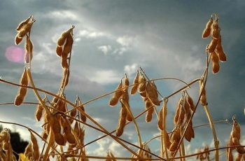 Soja encerra com preço de R$ 160,00 no porto de Rio Grande, enquanto em Não Me Toque e Nonoai sobe para R$ 138,00. 3 Movimentos do mercado de soja oscilam entre estados produtores