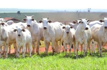 Boi gordo fecha a semana em R$ 365,60, com alta de 1,20% em relação à semana anterior 6 Indicador do boi gordo mantém alta e média chega a R$ 365,60