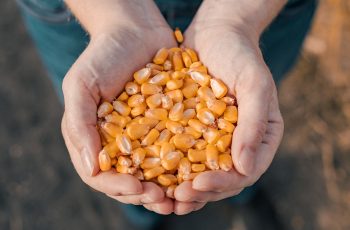 Milho futuro recua na B3; setembro/26 é cotado a R$ 71,04, queda de 0,21% 5 Milho recua em Chicago nesta quarta-feira com realização de lucros antes do USDA e menor prêmio de risco